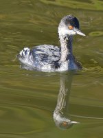 Grebe4.jpg