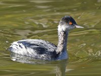 Grebe3.jpg