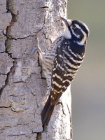 Woodpecker2.jpg