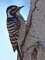 Woodpecker6.jpg