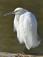 Egret2.jpg