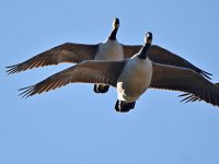 Goose2.jpg