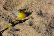 yellow-feather-cr_D71_151228_DSC0348 (2).jpg
