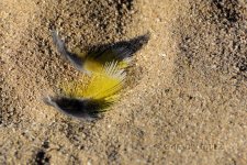 yellow-feather-cr_D71_151228_DSC0349 (2).jpg