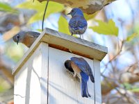 Bluebird.jpg