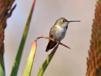Hummer13.jpg