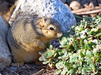 Squirrel.jpg