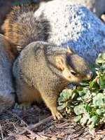 Squirrel2.jpg