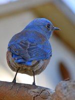 Bluebird5.jpg