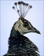 12-30-15 Pea Hen    1.jpg