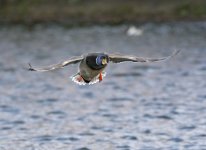 DSC_3579.jpg
