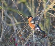 DSC_3640.jpg