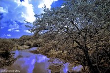12-31-2015 Wetlands    2.jpg