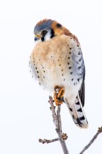 Kestrel-111.jpg