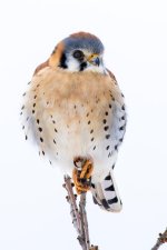Kestrel-113.jpg