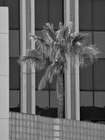 PalmBW.jpg