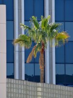 Palm.jpg