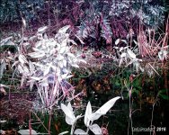 12-31-2015 Wetlands    5.jpg