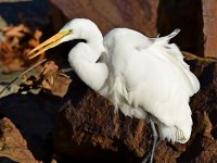 Egret.jpg