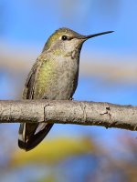 Hummer2.jpg