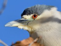 BlackHeron4.jpg