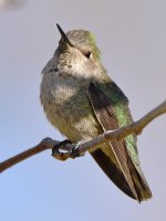 Hummer6.jpg