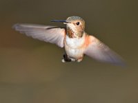 Hummer8.jpg
