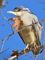BlackHeron2.jpg