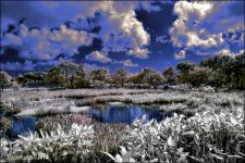 12-31-2015 Wetlands    7.jpg