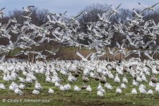 Community Park Seagulls.jpg