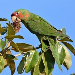 MitredParrot14.jpg