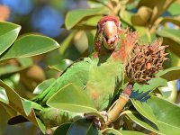 MitredParrot6.jpg