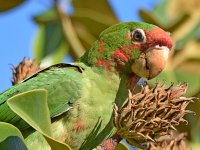 MitredParrot2.jpg
