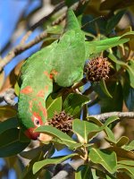 MitredParrot10.jpg