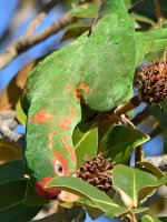 MitredParrot11.jpg