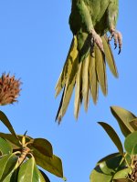 MitredParrot18.jpg