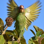 MitredParrot19.jpg