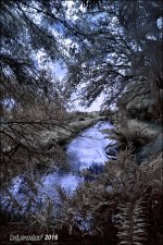 12-31-2015 Wetlands    9.jpg