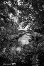 12-31-2015 Wetlands    9BW.jpg