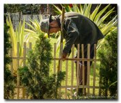 gardener1.jpg