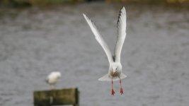 DSC_7577-Edit.jpg