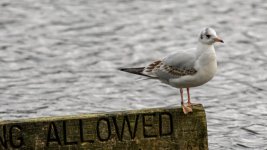 DSC_7536-Edit.jpg