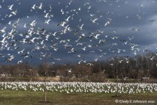 Community Park Seagulls 3.jpg