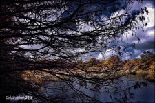 12-31-2015 Wetlands    10.jpg