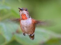 Hummer.jpg