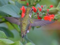 Hummer10.jpg