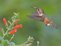 Hummer3.jpg