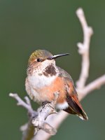 Hummer16.jpg