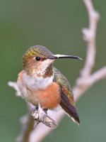 Hummer18.jpg