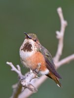 Hummer15.jpg